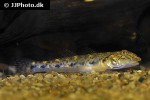 awaous lateristriga awaous lateristriga