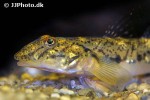 awaous lateristriga awaous lateristriga