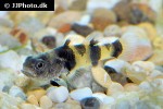 brachygobius aggregatus brachygobius aggregatus