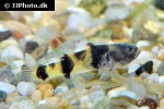 brachygobius aggregatus brachygobius aggregatus