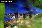 brachygobius aggregatus brachygobius aggregatus