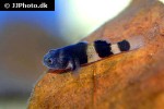brachygobius doriae brachygobius doriae