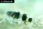 brachygobius doriae brachygobius doriae