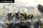 brachygobius kabiliensis brachygobius kabiliensis