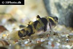brachygobius kabiliensis brachygobius kabiliensis