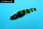 brachygobius mekongensis brachygobius mekongensis