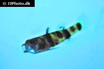 brachygobius mekongensis brachygobius mekongensis