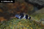 brachygobius nunus brachygobius nunus