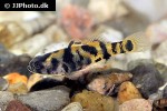 brachygobius species ocelot brachygobius species ocelot