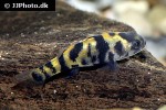 brachygobius species ocelot brachygobius species ocelot