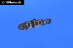 brachygobius xanthomelas brachygobius xanthomelas
