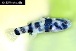 brachygobius xanthomelas brachygobius xanthomelas