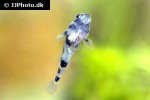 brachygobius xanthomelas brachygobius xanthomelas