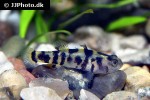 brachygobius xanthomelas brachygobius xanthomelas