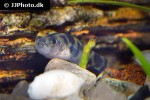 brachygobius xanthomelas brachygobius xanthomelas