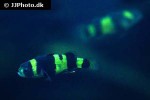 brachygobius xanthozona brachygobius xanthozona