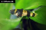 brachygobius xanthozona brachygobius xanthozona