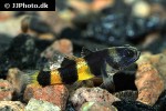 brachygobius xanthozona brachygobius xanthozona