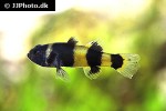 brachygobius xanthozona brachygobius xanthozona