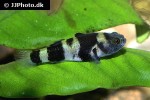 brachygobius xanthozona brachygobius xanthozona