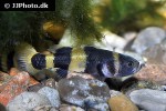brachygobius xanthozona brachygobius xanthozona