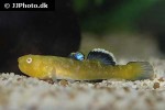 chlamydogobius eremius chlamydogobius eremius