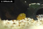 chlamydogobius eremius chlamydogobius eremius