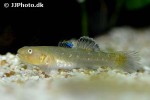 chlamydogobius eremius chlamydogobius eremius