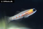coryphopterus personatus coryphopterus personatus