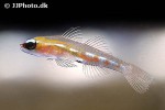 coryphopterus personatus coryphopterus personatus