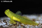 cryptocentrus cinctus cryptocentrus cinctus