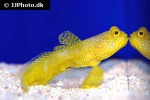 cryptocentrus cinctus cryptocentrus cinctus