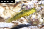 cryptocentrus cinctus cryptocentrus cinctus