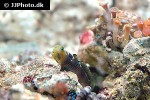 cryptocentrus fasciatus cryptocentrus fasciatus