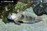 cryptocentrus fasciatus cryptocentrus fasciatus