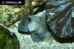 cryptocentrus fasciatus cryptocentrus fasciatus