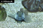 cryptocentrus fasciatus cryptocentrus fasciatus