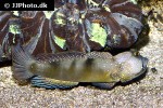 cryptocentrus fasciatus cryptocentrus fasciatus