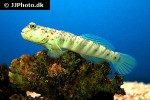 cryptocentrus leptocephalus cryptocentrus leptocephalus