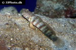 cryptocentrus leptocephalus cryptocentrus leptocephalus