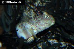cryptocentrus leptocephalus cryptocentrus leptocephalus