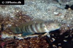 cryptocentrus leptocephalus cryptocentrus leptocephalus