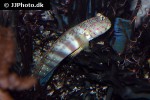 cryptocentrus leptocephalus cryptocentrus leptocephalus