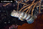 cryptocentrus leptocephalus cryptocentrus leptocephalus