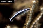 elacatinus oceanops elacatinus oceanops
