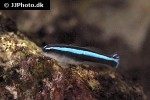 elacatinus oceanops elacatinus oceanops