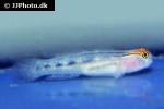 elacatinus puncticulatus elacatinus puncticulatus
