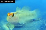 elacatinus puncticulatus elacatinus puncticulatus