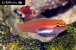 eviota pellucida eviota pellucida