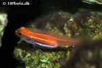 eviota pellucida eviota pellucida